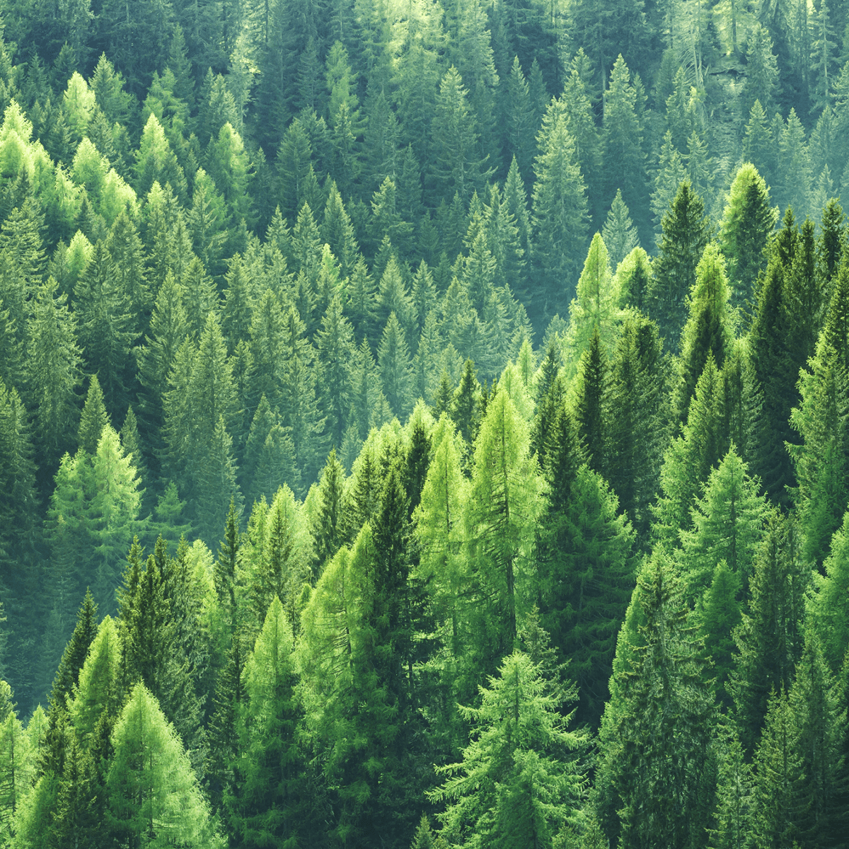 A photograph of green pine trees in a forest.